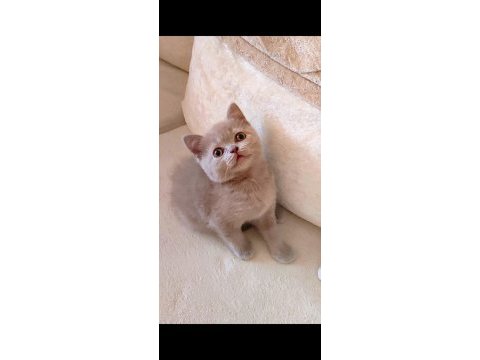 Şekerilinkoo dişi lilac renk kedimiz