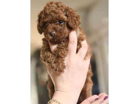 Safkan minicik anne baba kore toy poodle