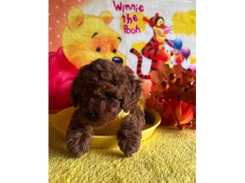 Anne yanından toy poodle bebekler