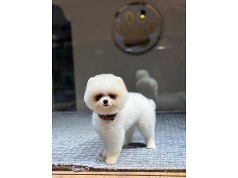 Sağlık ve ırk garantili pomeranian köpeği