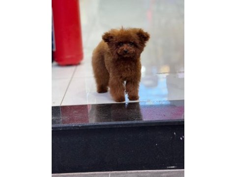 Teacup mikro poodle bebeklerimiz