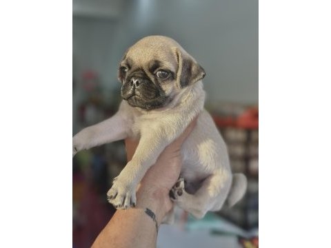 Hamburger surat gül kuyruk pug mops