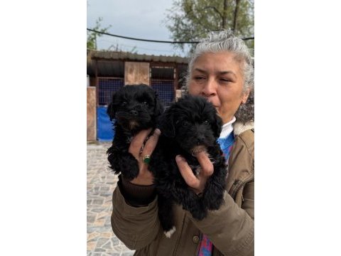 Sevimli morkie yavrularımız