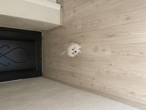 Acil ömürlük yuva aranıyor oyuncu aşıları tam terrier