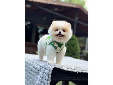 Dünyalar tatlısı pomeranian boo yavrumuz