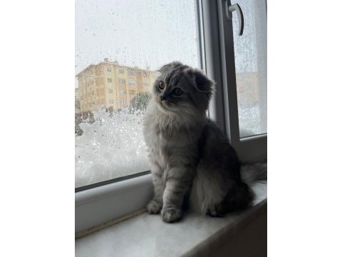 Erkek scottish fold silver tabby
