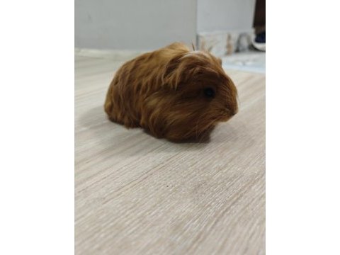 Ginepig yavrumuz