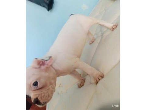 Uygun ve kaliteli yavrular french bulldog