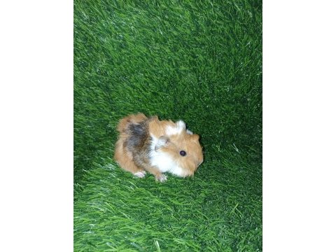 Guinea pig yavrular aynı gün set halinde teslim edilir