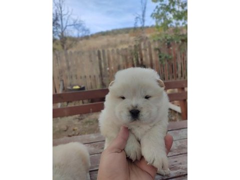 Premium çin aslanı chow chow yavruları