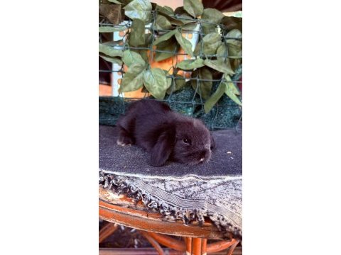 Safkan hollanda teddy lop tavşanlar