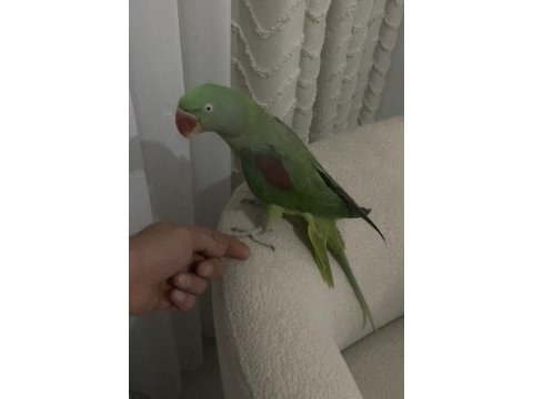 Ful evcil insan ayırt etmez alexander papağanı