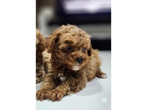 500 gram micro teacup yavruları orjinal ve safkan poodle