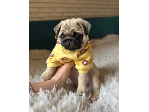 Üst kalite pug dişi