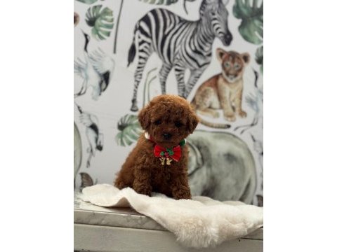 Kore kan poodle bebekler