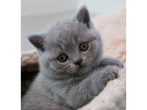 Sevgi pıtırcığı gri british shorthair