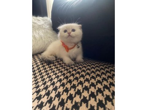Uygun fiyatlı dişi scottish fold bebek