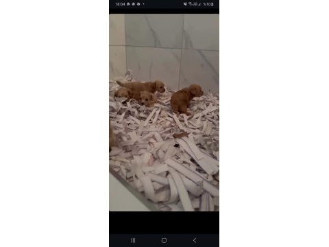Şeker mi şeker maltipoo çocuklar