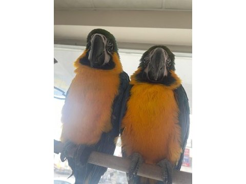6 ile 10 aylık macaw papağanı