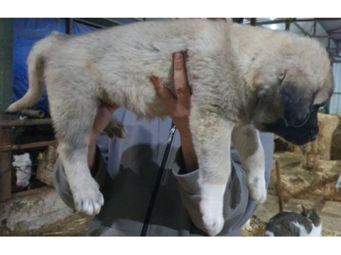 Dev gibi köpekler arıyorsan doğru yerdesın