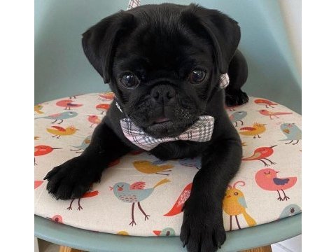 Sevimli akıllı pug yavrumuz a kalite