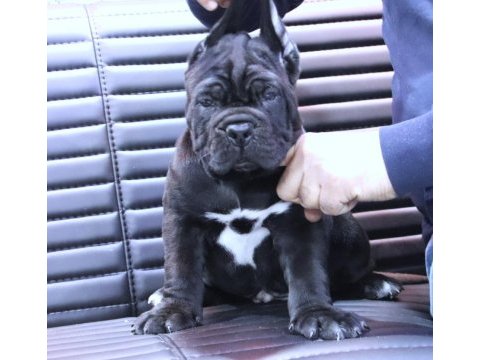 Fcı-kıf şecereli safkan cane corso köpekler