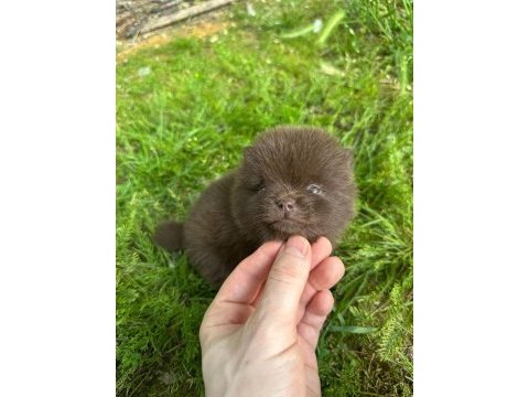 Pomeranian sıfır numara çikolata