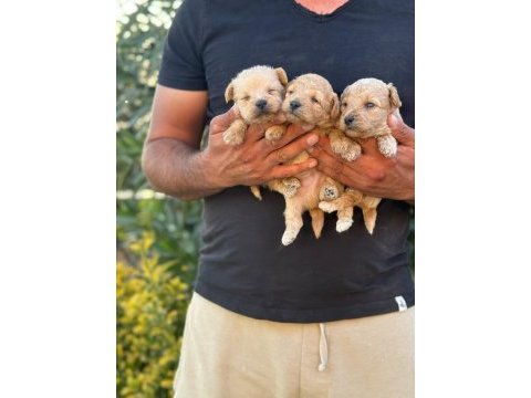 Maltipoo kucuk yakısıklılar