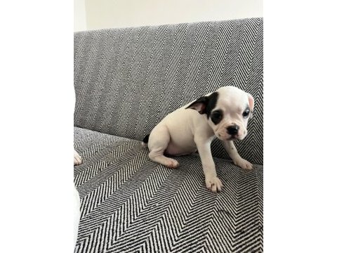 Mecburiyetten french bulldog yavrum son dişi