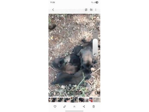 Belçika kurdu kalite asla tesadüf değildir