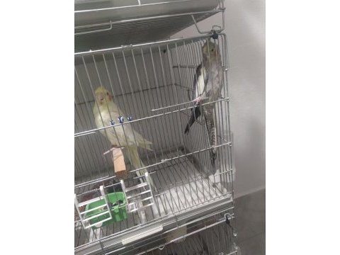 Petshop fiyatına sultan papağanı