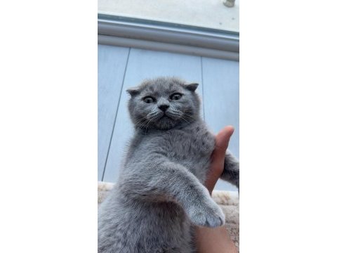 Scottish fold