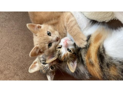 Sevgi dolu yavrucak kediler sıcak yuva arıyor
