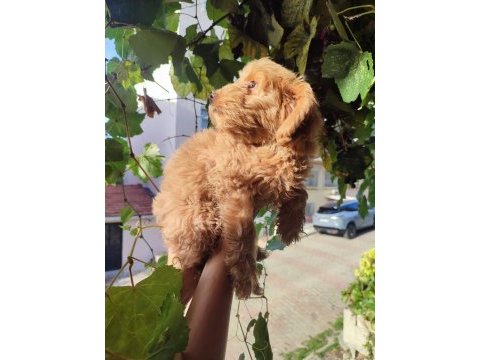 Bebek yüzlü orijinal maltipoo yavrular