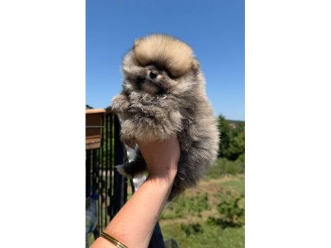 Yavru pomeranian boolarımız