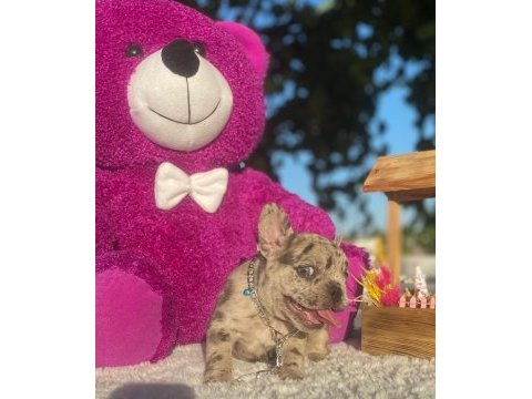 Merle french bulldog bebeklerimiz