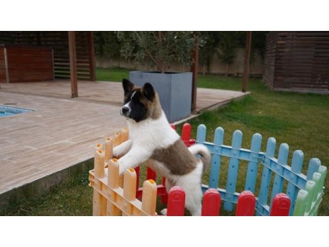 %100 akita  ınu yavruları  üst kalite