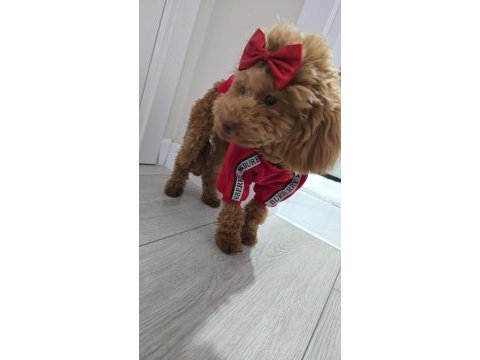 Kahverengi kore toy poodle