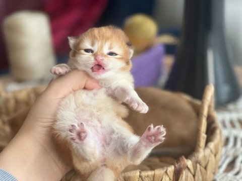 British shorthair-longhair
