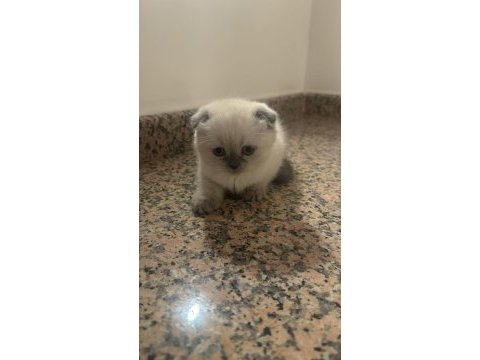 Blue point scottish fold yavrular