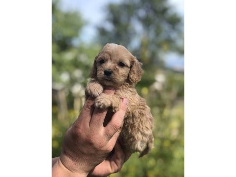 Kg garantili maltipoo bebekler