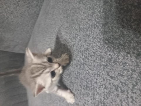 15 temmuz bebek kedileri