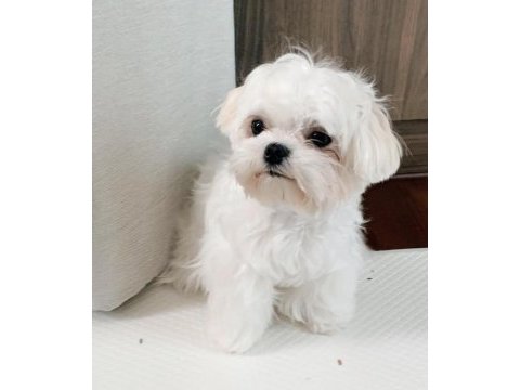 0 numara kore erkek maltese