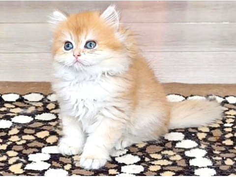 British golden