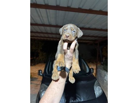 Teslime hazır doberman köpekler