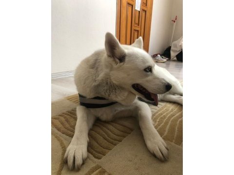 Sibirya kurdu husky 7 aylık