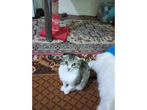 Kırık kulak scottish fold kedimiz