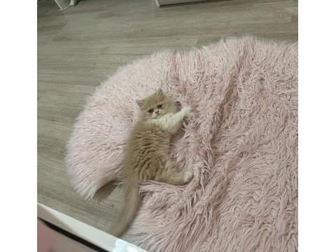 Chinchilla 2 aylık güzel yavrumuz
