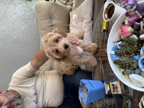 2.5 aylık maltipoo dişi yavrum efsane kızıl renk