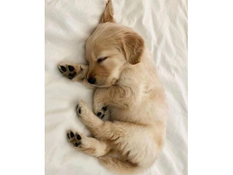Golden retriever yavrular için ulaşabilirsiniz